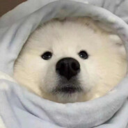 爱玩游戏但真的菜