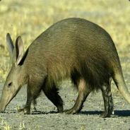 Dirty Aardvark