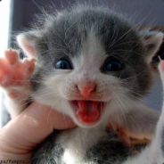 mooeee - steam id 76561197960510491