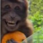 Mr Macaquito