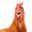 Chicken / Rowojon