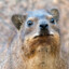 Leviticus11:5:TheHyraxChewethCud