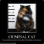 Criminalcat