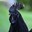 Black Chicken