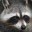 raccoonlord's avatar