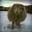 Borya The Combat Sheep