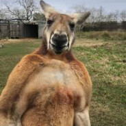 LilKanga™