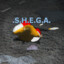 .S.H.E.G.A.