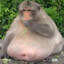 monke