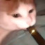 Juul Cat