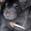 Rattus Hereticus