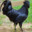 Indonesian Black Cock