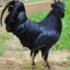 Indonesian Black Cock