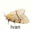 ivan