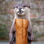 One particularly ripped otter