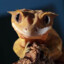 Crested Gecko