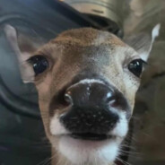 the deer friend