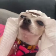 trippie sped