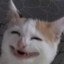 Petragamecat