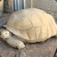 A GIANT FUCKING TORTOISE