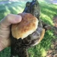 电机对不起我只是无能的丈夫