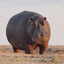 piggy