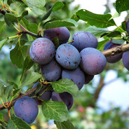 Plums