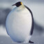 Biggest Bird