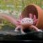 Axolotl