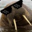 Walruses Father