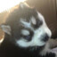 HuskyQwQ