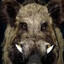 drooling feral hog