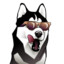 Husky