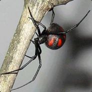 -Mecki- - steam id 76561197960775725