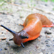 Slug