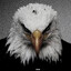 Racist Bird