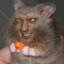 The Rat