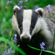 avatar Badger
