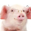 pig