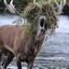 Horny Stag