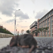 懒羊羊强迫沸羊羊看美羊羊给喜羊羊口角