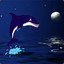 Night Dolphin