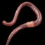 A Real Earthworm ($0.01)