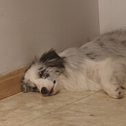 咕咕每天都好困