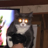 MatoGato