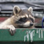 Trash Panda