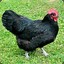 45th Australorp