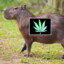 ganjabis capybara