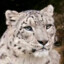 Cheese Snow Leopard