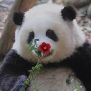 梵形神宝玄真稻花花